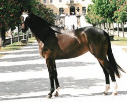 Zuchtstute Lycapri (Trakehner, 2008, von Caprimond)