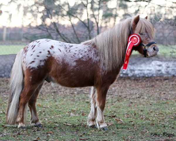 Deckhengst Rowdy of Triple Treath (Nederlands Appaloosa Pony, 2014, von Bartje van de Kruisstraat)