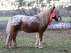 stallion Rowdy of Triple Treath (Nederlands Appaloosa Pony, 2014, from Bartje van de Kruisstraat)