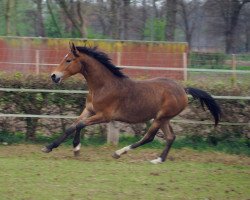 dressage horse Hengst v. Davenport II (German Riding Pony, 2015, from Davenport II)