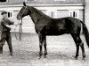 stallion Metsenat (Orlov Trotter, 1914, from Mentik)