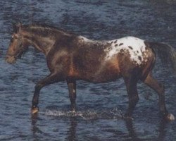 Zuchtstute Pirania (Malopolska, 1982, von Bulat)