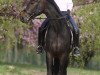 dressage horse Soliano (Hanoverian, 2011, from Soliman)