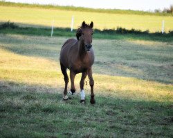 Springpferd Monique (Madita) (Deutsches Reitpferd, 2009, von Major Tom)