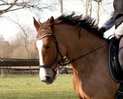 horse Bolonia 5 (Polish Warmblood, 2011, from Prom)