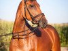 dressage horse Candy Girl H (Holsteiner, 2009, from Com Air I)