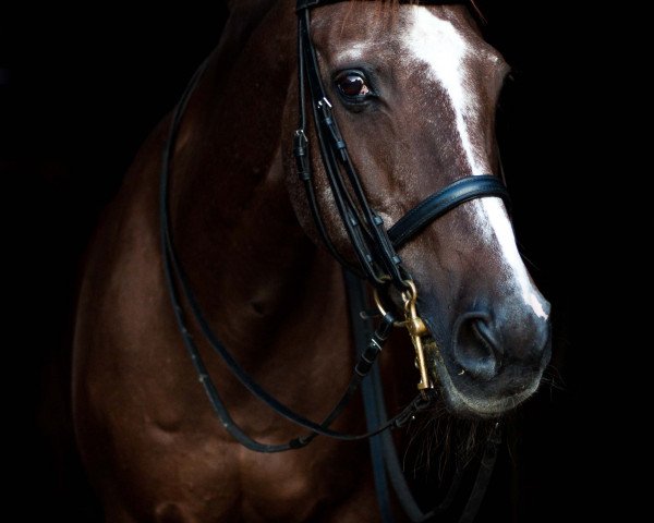 broodmare Viotessa (Hessian Warmblood, 1991, from Van Deyk)