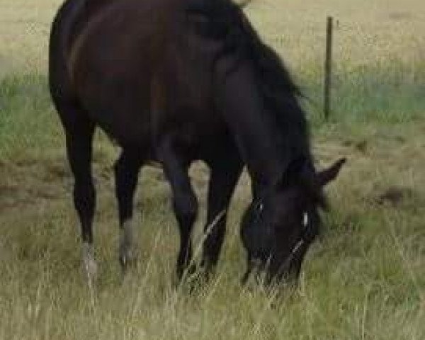 broodmare Lombar (Mecklenburg, 1995, from Lomber)