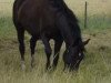 broodmare Lombar (Mecklenburg, 1995, from Lomber)