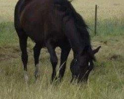 broodmare Lombar (Mecklenburg, 1995, from Lomber)