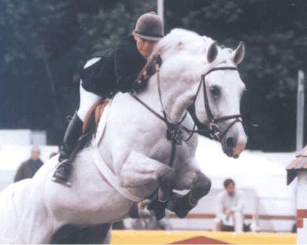 stallion Casi (Zweibrücken, 1989, from Calvin Z)