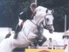 stallion Casi (Zweibrücken, 1989, from Calvin Z)