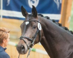 broodmare Clim Bim (Oldenburg show jumper, 2012, from Chin Win)