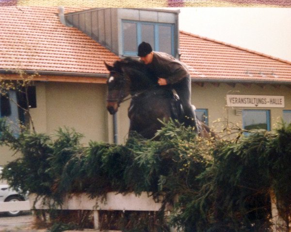 horse Romantiker 14 (German Sport Horse, 1995, from L-Royal Touch)