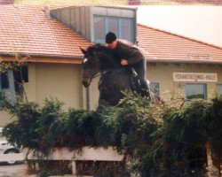 horse Romantiker 14 (German Sport Horse, 1995, from L-Royal Touch)