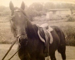 Pferd Morgen xx (Englisches Vollblut, 1971, von Zigeunersohn xx)