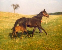 broodmare Noblesse (German Sport Horse, 1996, from Lasandro)