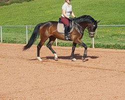 dressage horse Figlia del sole (Oldenburg, 2011, from Fidertanz)