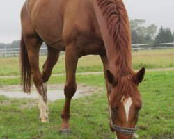 dressage horse Don Camillo 265 (Rhinelander, 2008, from Don Laurie II)