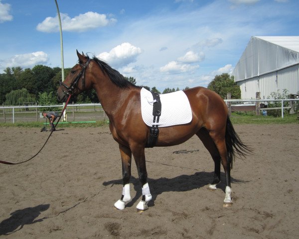 Pferd Enamorada (Lusitano, 2009, von Napolitano)