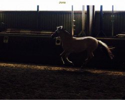 Pferd Jona (Fjordpferd, 2010, von Kenrick)