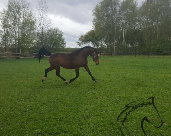 Zuchtstute Klooster's Bianca (Nederlands Welsh Ridepony, 2002, von Leuns Veld's Elegant)