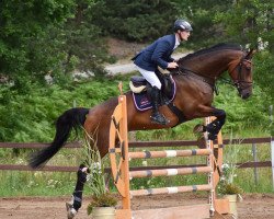 jumper He'las Esperanza (Oldenburg show jumper, 2011, from Cascano 185 FIN)