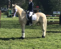 dressage horse Dream for two (German Riding Pony, 2007, from HET Golden Dream)