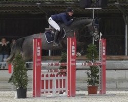 jumper Shades of Grey 8 (Czech Warmblood, 2012, from Clintord II)