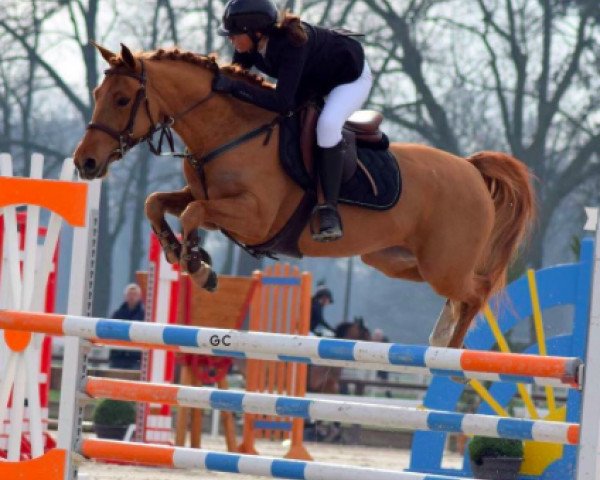 Springpferd Alia des Cosses (Französisches Pony, 2010, von Royal Aronn du Vassal)