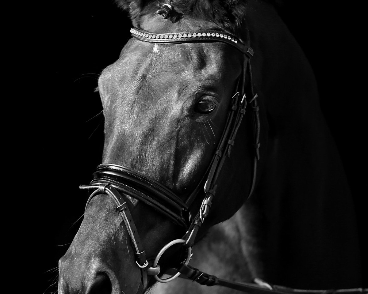 dressage horse Florestina 12 (Westphalian, 2002, from Florestan I)