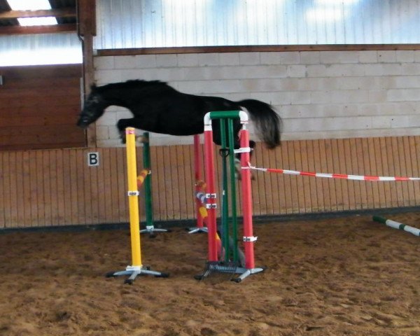 Springpferd Chevi Coeur (Deutsches Sportpferd, 2010, von Cheval de Coeur)