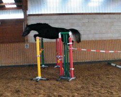 jumper Chevi Coeur (German Sport Horse, 2010, from Cheval de Coeur)