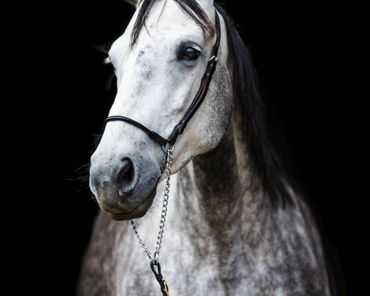 jumper Chapeau Tango (KWPN (Royal Dutch Sporthorse), 2007, from Ad Unaniem)