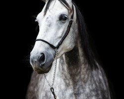 Springpferd Chapeau Tango (KWPN (Niederländisches Warmblut), 2007, von Ad Unaniem)