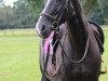 broodmare Farina 1048 (Hanoverian, 2002, from Fabriano)