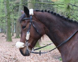 Springpferd Royalkasey (Amerikanischer Traber, 2003, von Namaste (US))