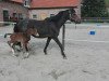 dressage horse Fallahill (Oldenburg, 2017, from Fiandro)