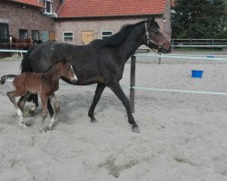 dressage horse Fallahill (Oldenburg, 2017, from Fiandro)