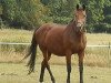 broodmare Perle XXIV (Trakehner, 1993, from Consul)