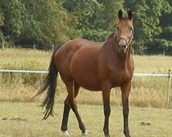 broodmare Perle (Trakehner, 1993, from Consul)