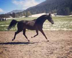 broodmare Atlanta (German Warmblood, 2004, from Acasino B)