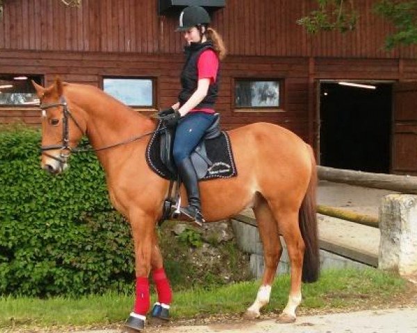 Dressurpferd Friedrich le Grand (Deutsches Reitpony, 2001, von FS Pontiac)