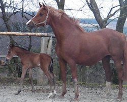 Zuchtstute Arielle (Trakehner, 2005, von Münchhausen)