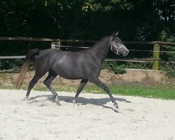 broodmare Ma Princesse Royale (Trakehner, 2011, from Kronprinz)