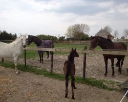 broodmare Anne Fleure (KWPN (Royal Dutch Sporthorse), 2005, from Cavalier)