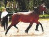 broodmare Distelglut (Trakehner, 1999, from Gelria)