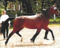 broodmare Distelglut (Trakehner, 1999, from Gelria)