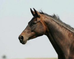 broodmare Ma Belle Fleur (Trakehner, 2005, from Summertime)