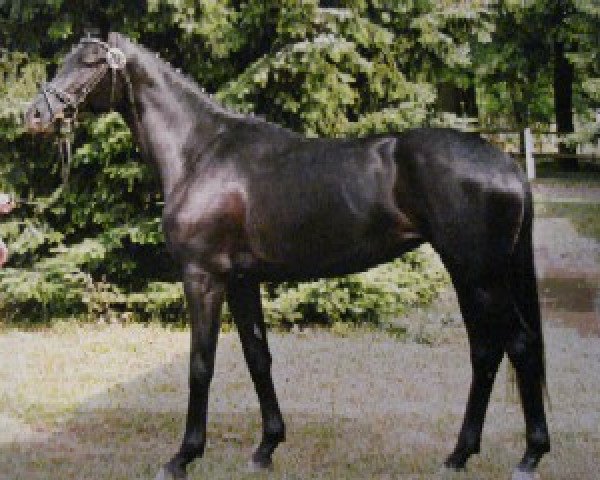 Zuchtstute Padma (Trakehner, 2003, von Sixtus)